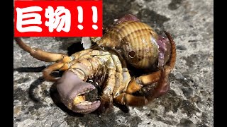 釣魚釣到巨物？畸形巨大的寄居蟹，你看過嗎？長的太奇怪了#fishing#釣り#釣魚 #寄居蟹