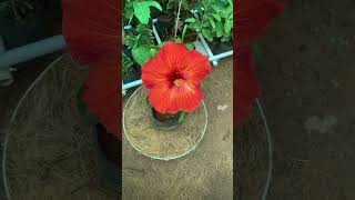 Hybrid Hibiscus 🌺 just for ₹99 #reel #ambuliplantshop #shortvideo #short #reels #tamilshorts #plant