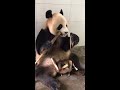 panda eating bamboo 熊猫吃竹子 吃两口还得歇一会