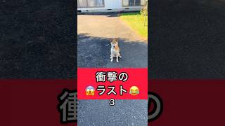 柴犬コロ 笑ってはいけない犬😂 衝撃の変わりようがやばい 3 #柴犬コロ #笑ってはいけない #衝撃 #おもしろ #怖い #爆笑 #funny #dog