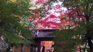 紅葉の湖東三山古刹めぐり