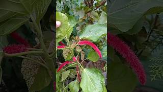 इस पौधे का नाम किस किसको पता है #youtube #flower #gardeninglovers #trending