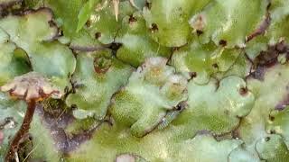 Marchantia - A genus of liverworts