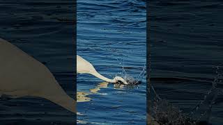 Egret strikes the water with force #bird #nature #slowmotion #wildlife #heron