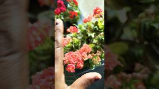 Florist Kalanchoe flowers #viralvideo #gardenflowers #sumabhoopalam #gardenplants