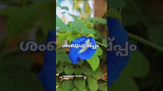 എന്നെ പ്രണയിച്ച കാട്ട് പൂവേ., #short video #Subscrib 🙏🏼