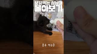 분유먹는 아기고양이들 몰아보기 #고양이 #삼남매