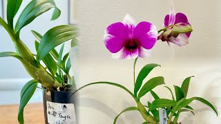 【24020】迷你秋石斛第一次开花 Den.Mini Yaya【兰花词典106】Bunnings的兰花小苗 【静姐说花】