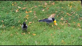 Hooded crow couple found some bread (Finland)