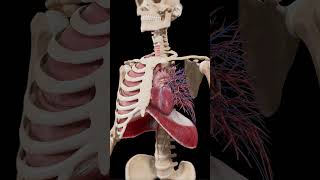 3d animation of lung and heart  #meded #anatomy #3dmodel