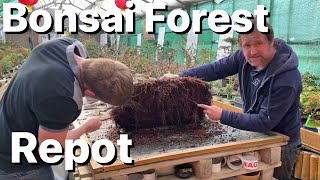 Bonsai Forest Repot