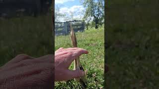 Eurasian Bittern Bird Disguises as Reed