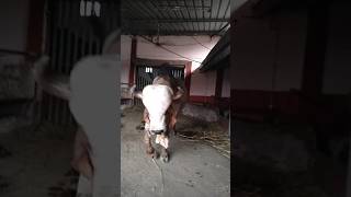 Dairy farm Amrutvel gaushala Savarkundla Gujarat | gaushala | khedutnikheti |