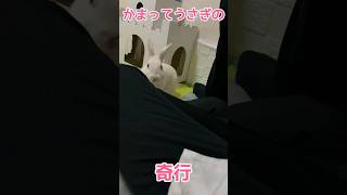 なんとしてもかまってもらいたいうさぎ