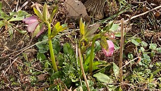 🔰地植え、クリスマスローズが咲き始めました。🌼