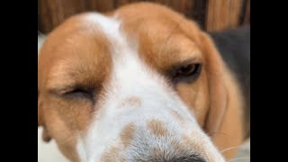 【ふすま犬】襖/ふすまを開けたらビーグル犬・・・Healing/dog　癒し/犬　ビーグル/BEAGLE　セラピー犬