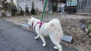 【今日のシロちゃん】我が家の秋田犬シロ(悠真)Akita 🐕２０２５年２月１６日夕方散歩