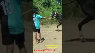 Good breed horses for sale in Thrissur_തൃശ്ശൂരിൽ നല്ല ഇനം കുതിരകൾ വിൽപ്പനയ്ക്ക്😍👍#shorts #viral