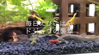 【毎日えびごはん】ドジョウの襲来