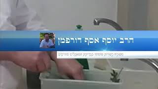 שטיפת ירק עלים פטרוזיליה גידול מיוחד, פטרוזיליה, הרב יוסף דורפמן, Rabbi yosef dorffman