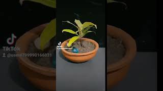 බොක්ස් වුඩ්, නුග, කුඹුක්, බෝ … #bonsai