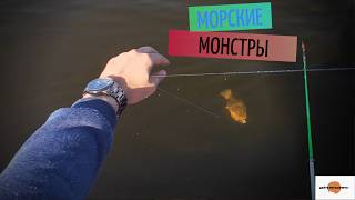 Рыбалка среди кучи МЕДУЗ! Камбала УНИЧТОЖАЕТ снасти новичков! Белое море! Красотища! С палаткой.