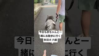 今日も赤ちゃんと一緒にお散歩に行く秋田犬 六郎#shorts