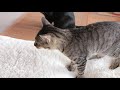 酢の匂いをかいだ猫 a cat sniffing the smell of vinegar used for cleaning