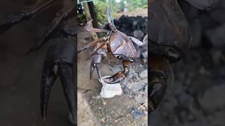 Desi Black crab  🦀 || Desi crab pakad ne ka Desi tarika #crabs #desilife