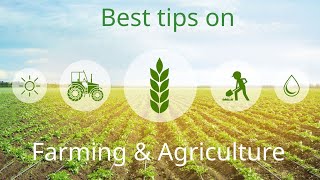 BEST TIPS ON FARMING AND AGRICULTURAL || ചാഴി || മണ്ടമറിച്ചിൽ @sweettyakhil1524