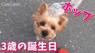 ホップ3歳の誕生日【ヨークシャーテリア専門犬舎チャオカーネ】