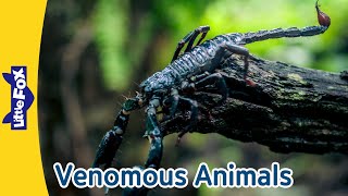 Super Cool Venomous Animals: King Cobra, Scorpion, Black Widow \u0026 Jellyfish! | Little Fox