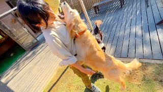 超巨大キャベツを食いしん坊の犬に見せたら飛んだwww