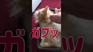 猫のお手入れはドキドキ　＃猫＃猫の甘噛み＃#甘噛み猫