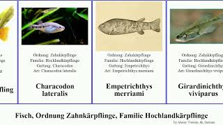 Fisch, Ordnung Zahnkärpflinge, Familie Hochlandkärpflinge fish lateralis merriami Goodeidae Sweet