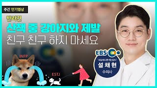 강아지 산책 중 제발 처음 보는 강아지와 친구 친구 하지 마세요! 설채현 수의사