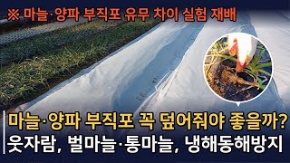 마늘양파 부직포 덮는 시기와 이유, 일찍 덮어주면 웃자라고 늦게 덮어주면 냉해피해?