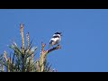 Collared Flycatcher - Withalsvliegenvanger