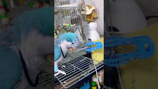 大好きなゴムで遊んだ後の悲劇😱オキナインコ#shorts