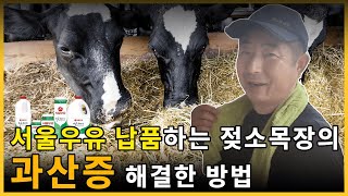 서울 우유 납품하는 양평 수0 젖소 목장 방문기