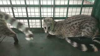 Indian Small civet / civet cat