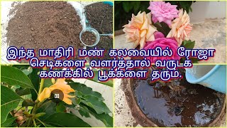 ரோஜா \u0026 எல்லா பூச்செடிகளுக்குமான சிறந்த மண் கலவை. Potting mixture for growing flowering plants.