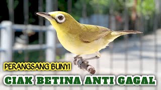 CIAK CIAK BETINA PANCINGAN KECIAL KUNING GACOR || NYAUT SEKETIKA BIKIN KECIAL KUNING BUKA PARUH