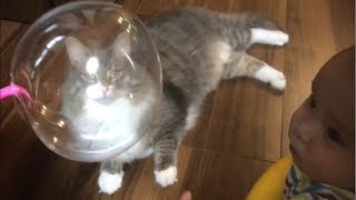 赤ちゃんの前で風船を割る猫 ノルウェージャンフォレストキャット Cat breaking a balloon in front of a baby