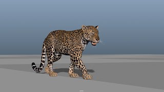 Leopard Walking