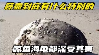 神奇的“海洋害虫”：藤壶到底有什么特别的？鲸鱼海龟都深受其害