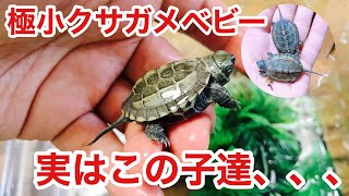 小さくて可愛いちょっと珍しいクサガメをご紹介！