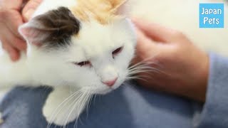 猫同士は嫉妬深い！？飼い主への「やきもち」を示す行動パターン - Japan Pets