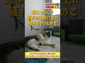 猫じゃらしで遊ぶのに飼い主が疲れたので猫に催眠術をかけてみた！ ねこ 猫と暮らす 保護猫 猫は家族 催眠術 猫じゃらし サバ白