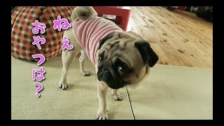 おやつをくれないパパを見切りママにすり寄るパグ犬ぷぅ pug  clown